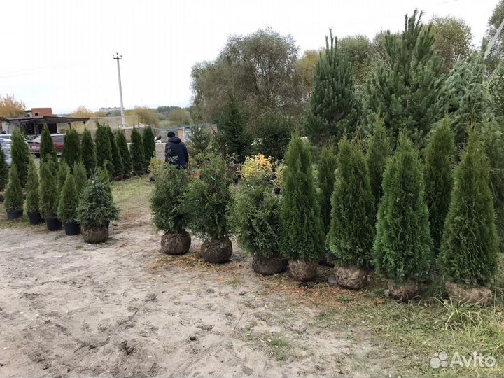 Саженцы сосны,ели,туи и др
