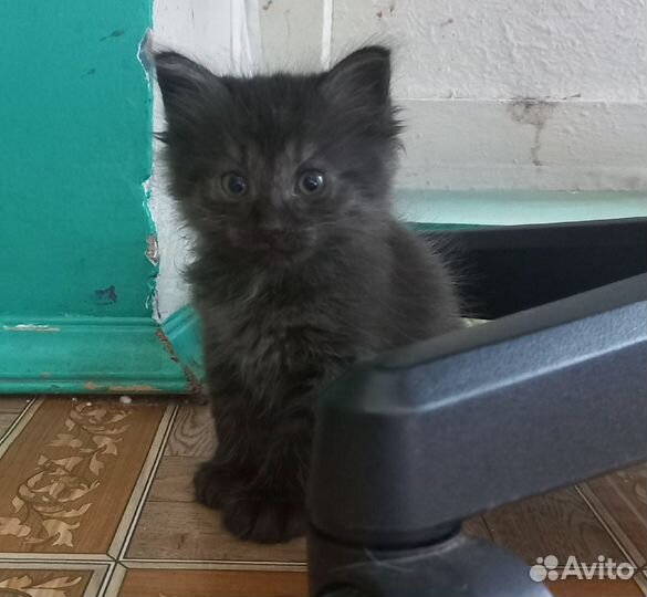 Котята в добрые руки даром