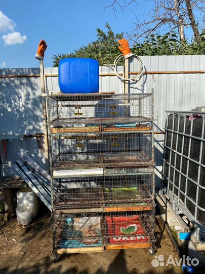 Перепелиная клетка