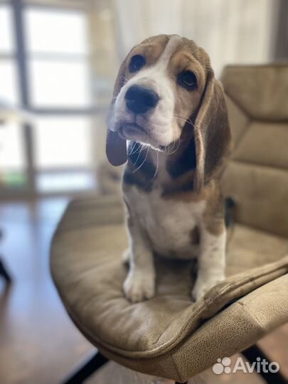 Щенки бигля