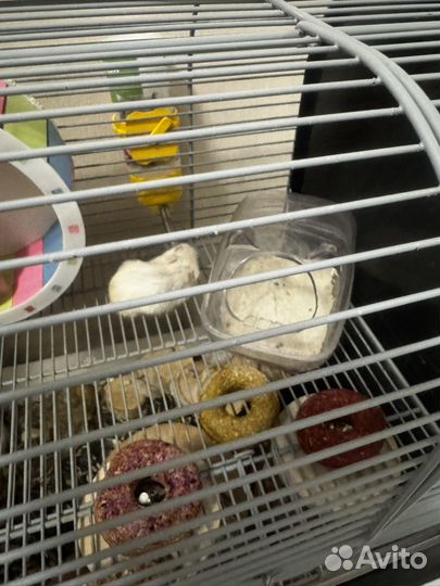 Джунгарский хомяк капучино