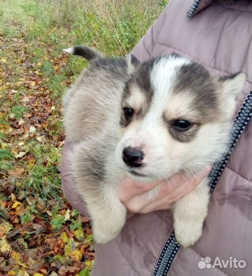 Щенки и собаки