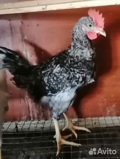 Молодые петухи