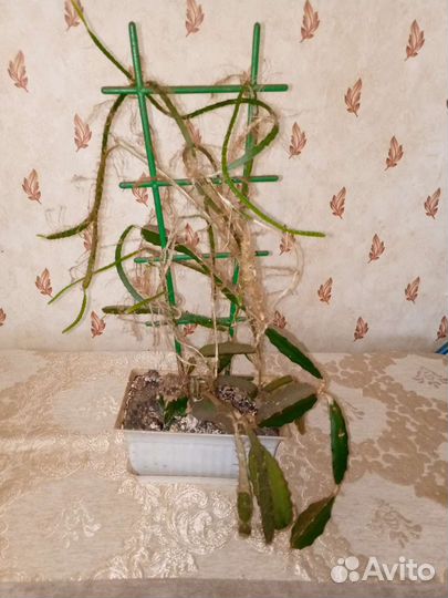 Дендробиум