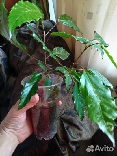 Гибискус китайская роза