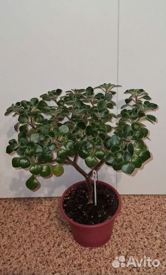 Аихризон, Пеперомия Прострата