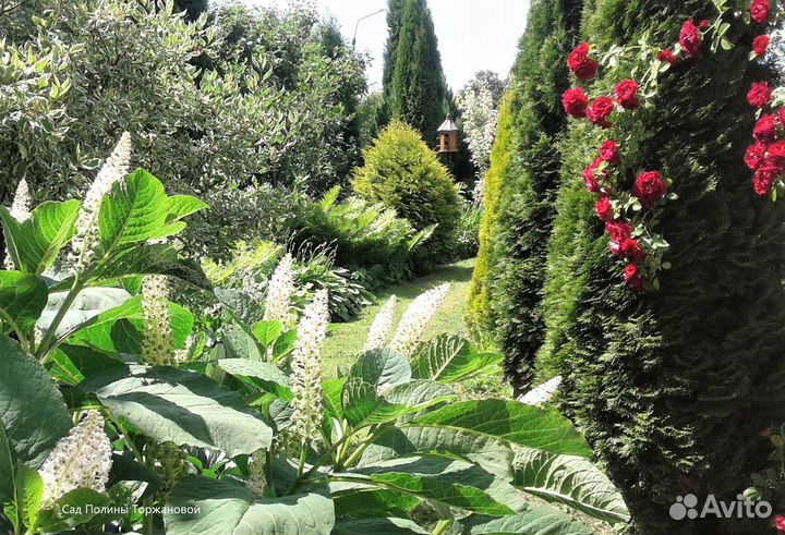 Многолетники Лаконос и другие