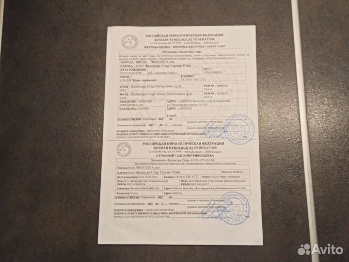 Чихуахуа дш кобель. Вязка