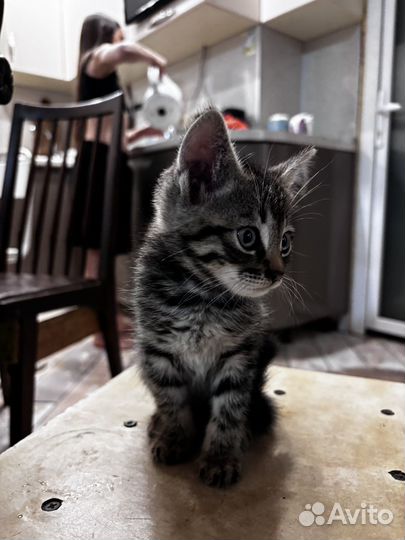 Котёнок мальчик