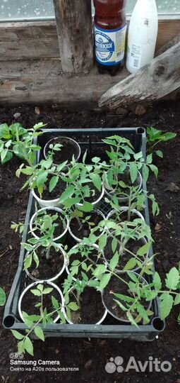 Рассада помидоров томатов