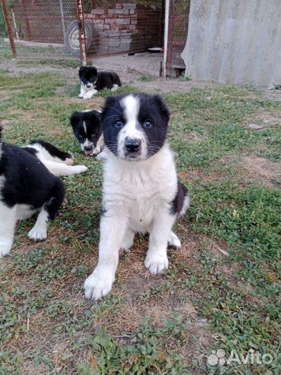 Щенки сао (Алабай)