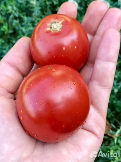 Семена низкорослых мясистых томатов