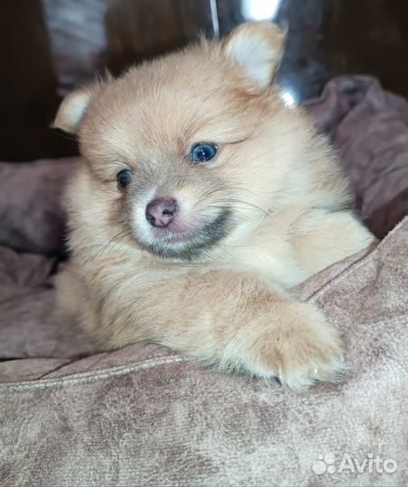 Щенок мини шпиц