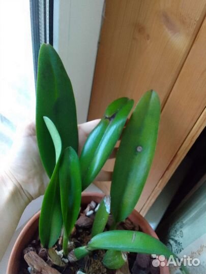 Орхидея каттлея Lc.Husman's Galla 'Z11