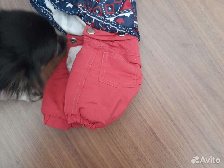 Комбинезон для мелких пород