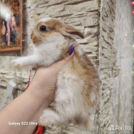 Милые крольчата