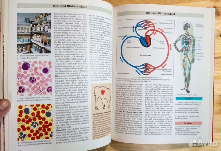 Учебник по биологии для немецкой школы