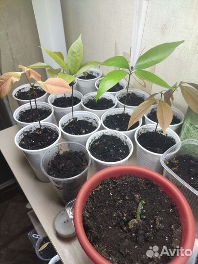 Сеянцы Личи