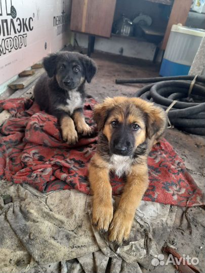 Щенки крупные мальчик и девочка в дом