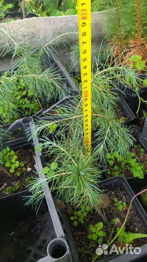 Кедр Гималайский Семена/Саженцы