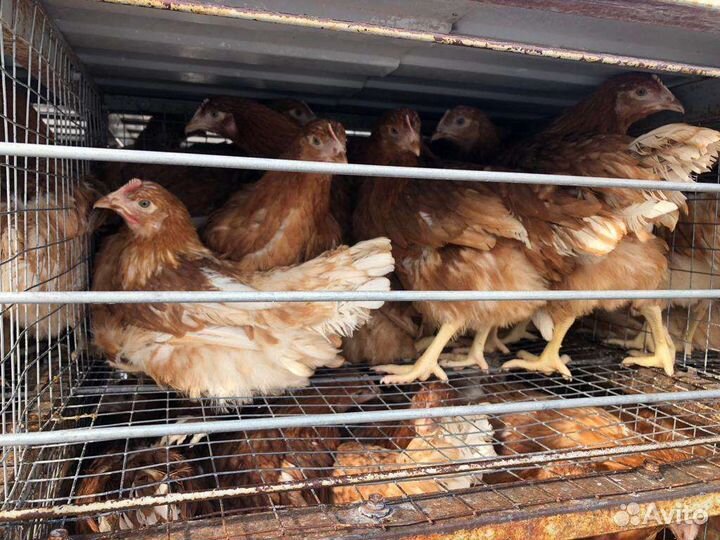 Продаем и принимаем заказы кур,Гус,ут,инд,бройл