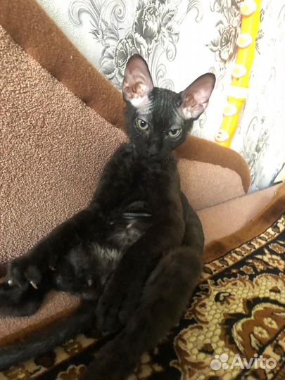 Котята донской сфинкс