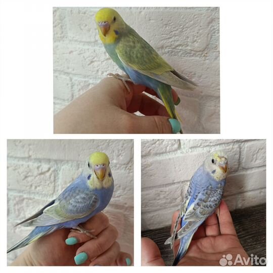 Радужные птенцы самочки 30-35 дней