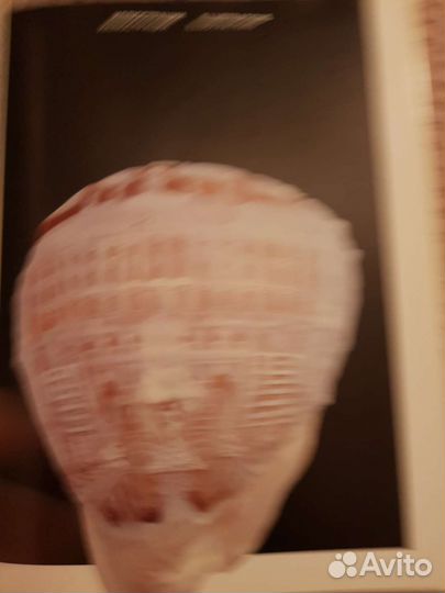 Камеи Петра Зальцмана