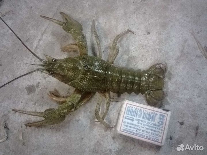Раки живые.доставка