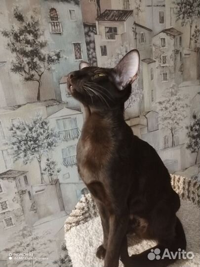 Шоколадные ориенталы