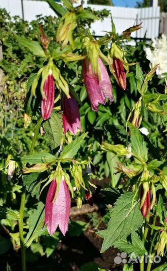 Рассада многолетних цветов