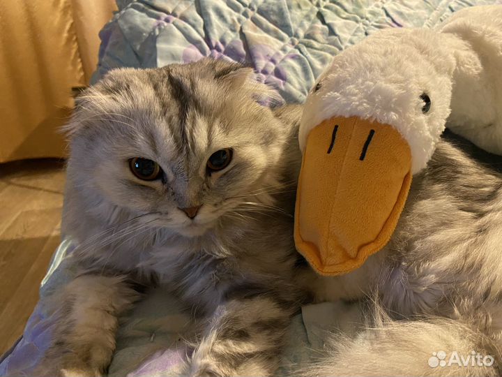 Отдам в добрые руки
