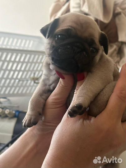 Мопсы продажа