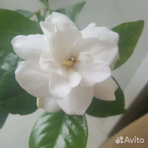 Гардения жасминовидная