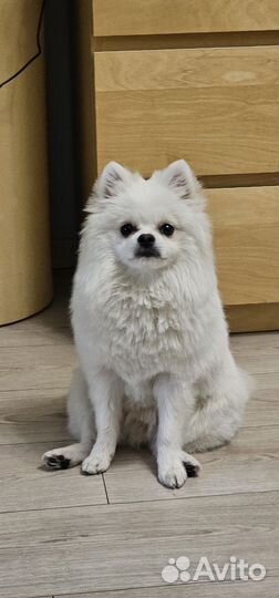 Продам щенка шпиц