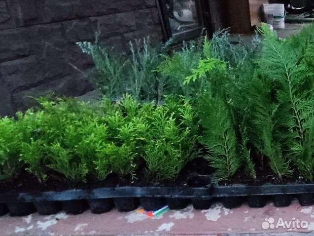 Укоренённые черенки туи, можжевельника