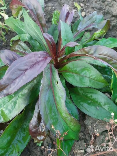 Пенстемон наперстянковый