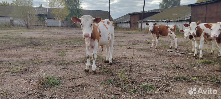 Телята бычки, телки(симментал)
