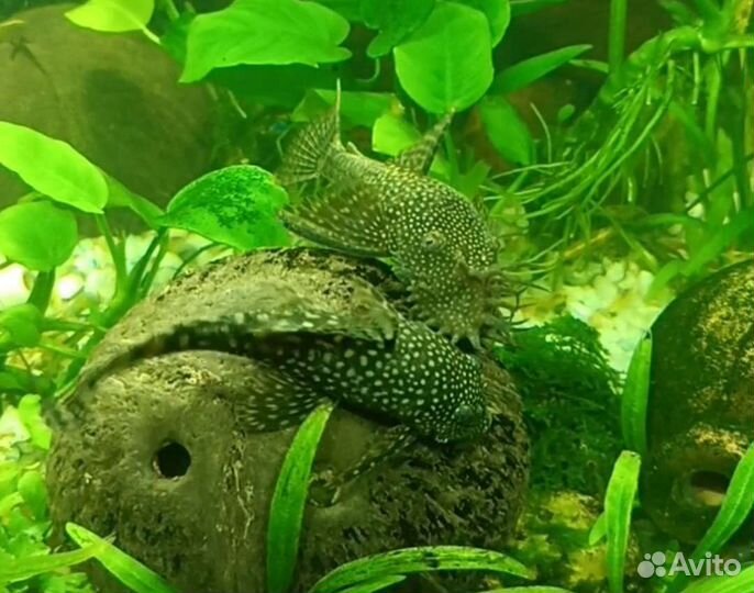 Креветки темно-черно зеленый нефрит экстрим (жаде)