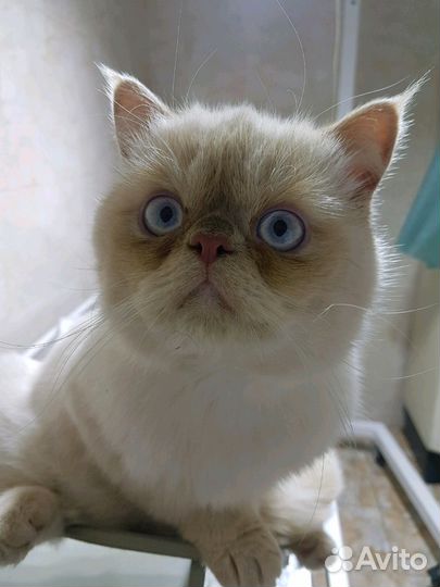 Ветеринарный врач онлайн консультация