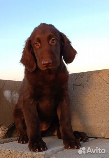 Прямошерстный ретривер