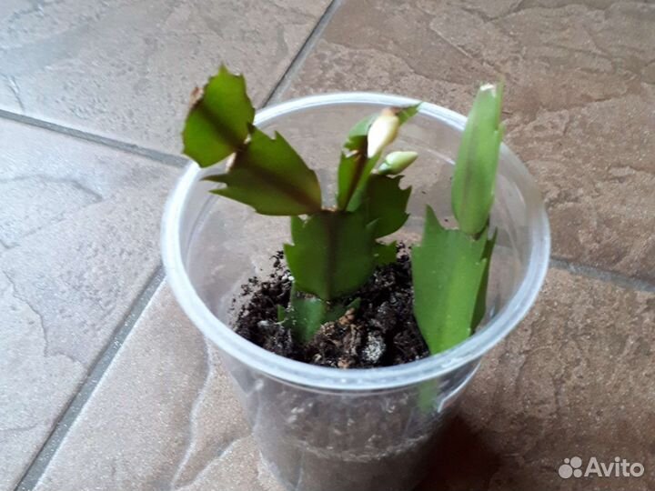 Декабрист шлюмбергера