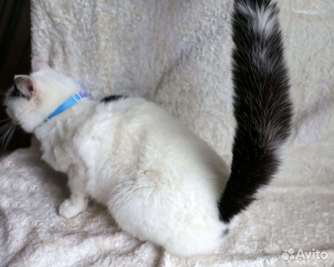 Кошечка в добрые руки