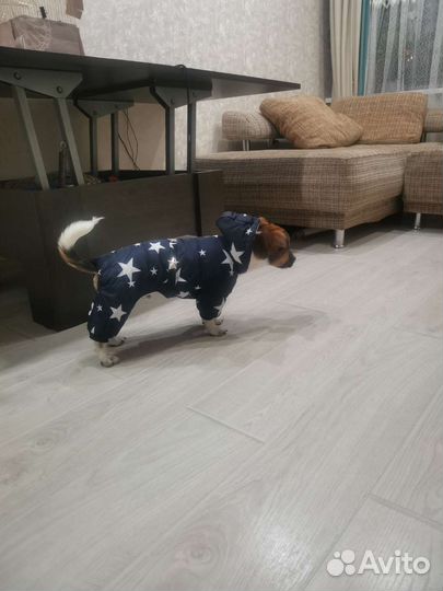 Одежда для маленьких собак