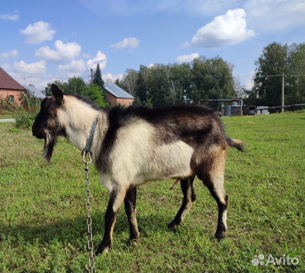 Козел альпийский