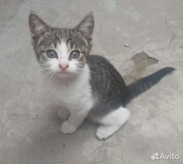 Котёнок в дар