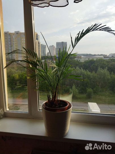 Комнатные растения