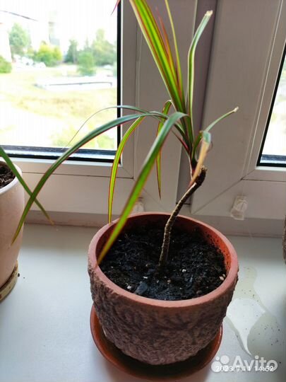 Пальма драцена