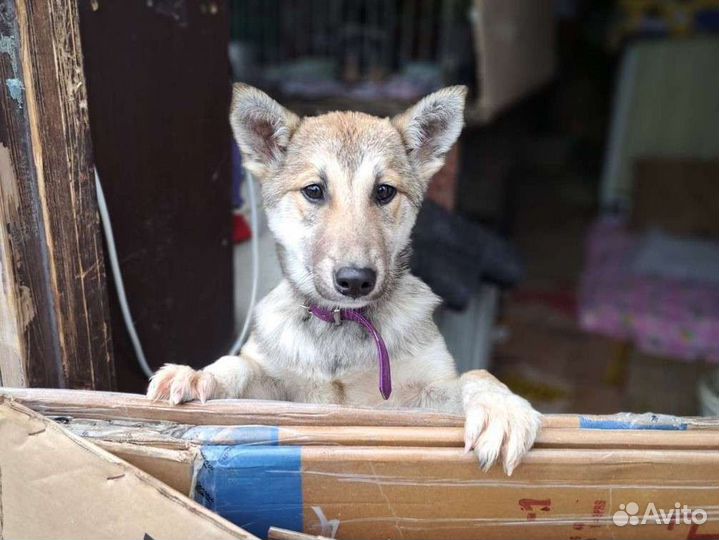 Щенок в добрые руки