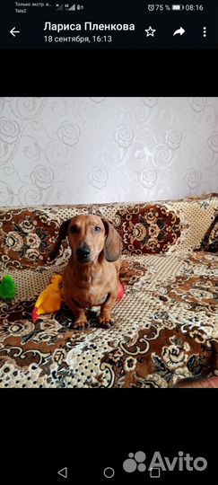 Собаки бесплатно в добрые руки